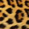 Leopard Print